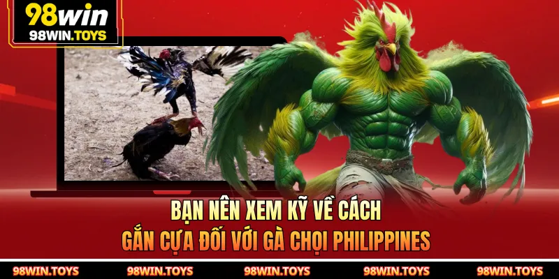 Bạn nên xem kỹ về cách gắn cựa đối với gà chọi Philippines